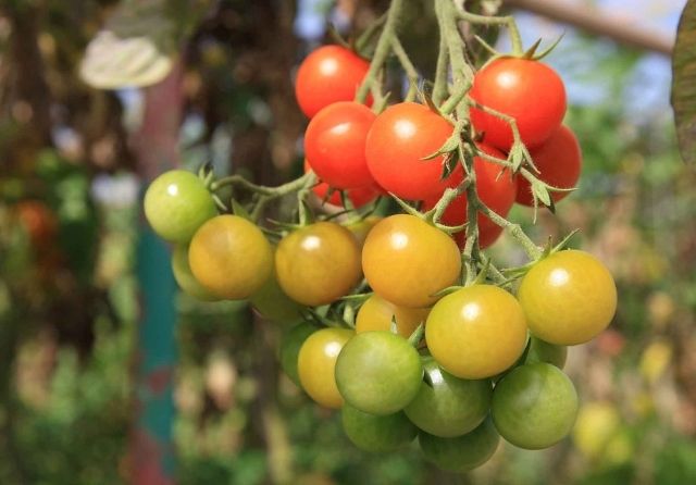 historia del tomate en canarias